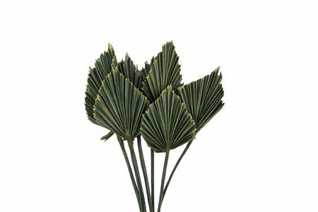 Dried Palm Spear 10pc Olive Gold Bunch