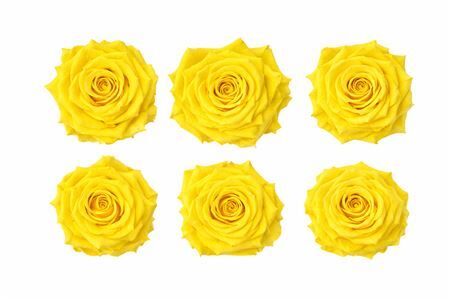 Ro Pres Classic Yellow