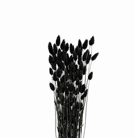 Dried Phalaris Black Bunch