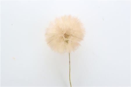 Pres Puste Flower Coffee