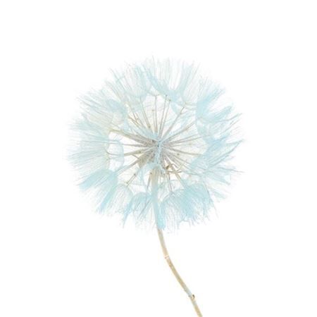 Pres Puste Flower Baby Satin Blue