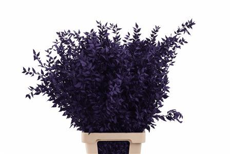 Pres Ruscus Purple P Stem