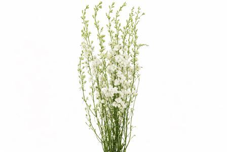 Dried Delphinium White Extra Bunch