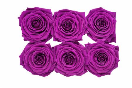 Ro Pres Classic Lila