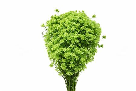 Dried Glixia Lightgreen Bunch