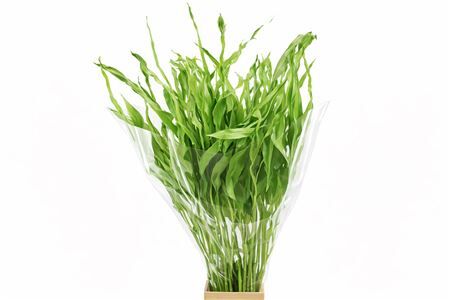 Dried Strelitziablad Appelgroen P Stem