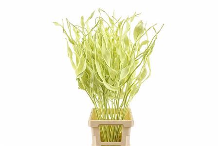 Dried Strelitziablad Creme P Stem