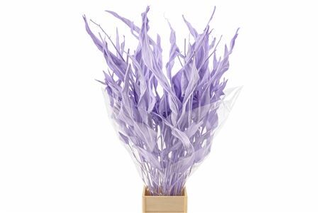 Dried Strelitziablad Lavendel P Stem