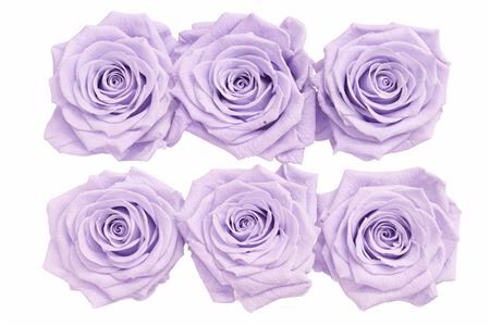 Ro Pres Classic Mauve