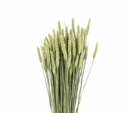 Dried Triticum (tarwe) Natural Bunch
