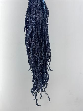 Pres Amaranthus Caud Antracite Bunch