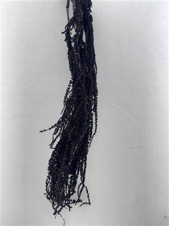 Pres Amaranthus Caud Black Bunch