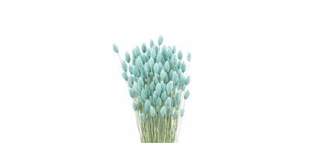Dried Phalaris X5 Frosted Licht Blauw Bunch