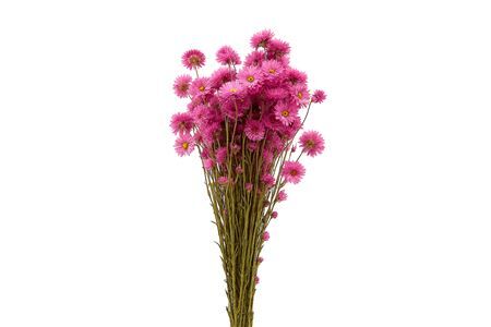 Dried Acroclinium Nat Pink Bunch