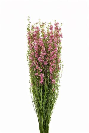Dried Delphinium Pink Extra Bunch