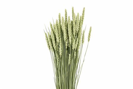 Dried Triticum (tarwe) Natural Bunch