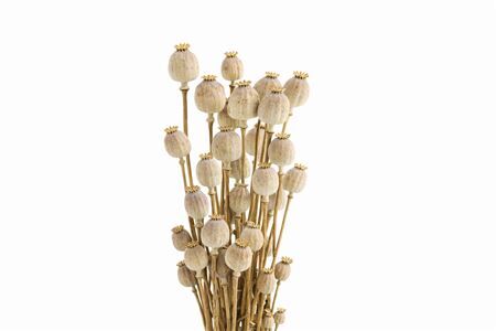 Dried Papaver Natural Bunch