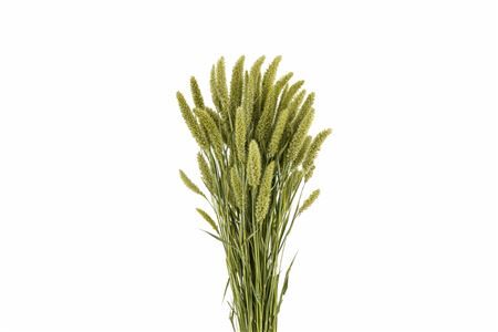 Dried Setaria Natural Bunch