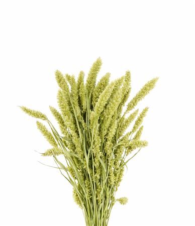 Dried Setaria Natural X5 Bunch