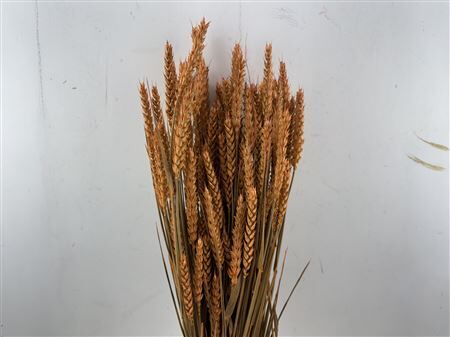 Dried Triticum X5 Frosted Orange Bunch
