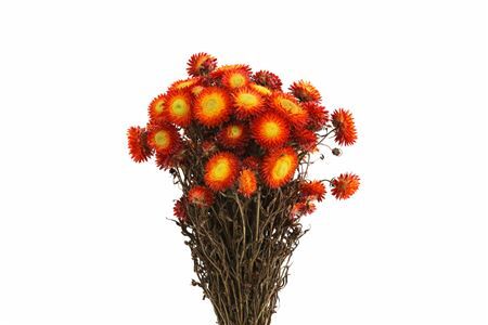 Dried Helichrysum Dark Orange Bunch