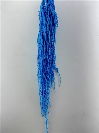 Pres Amaranthus Caud Blue Cobalt Bunch