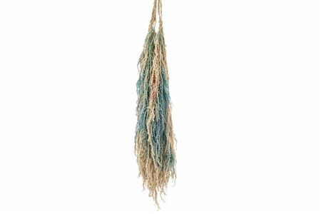 Pres Amaranthus Caud Lolita Bunch