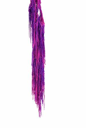 Pres Amaranthus Caud Neon Bunch Slv