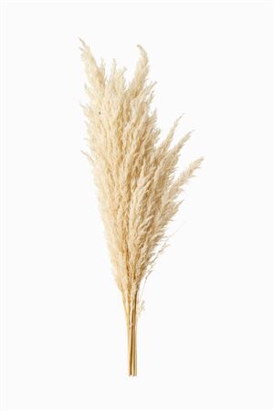 Dried Fluffy Pampas Bleached P Bunch