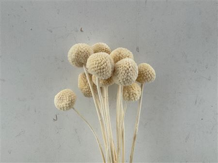 Pres Craspedia Bleached 10 Pcs Bunch