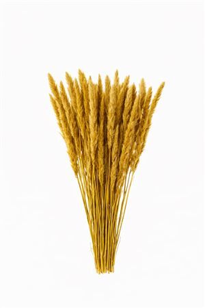 Dried Fluffy Pampas Yellow Bunch