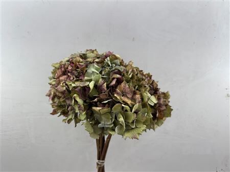 Dried Hydr 40cm Bunch