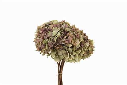 Dried Hydr 40cm Bunch
