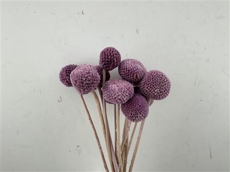 Pres Craspedia Giant 10pcs Milka Bunch