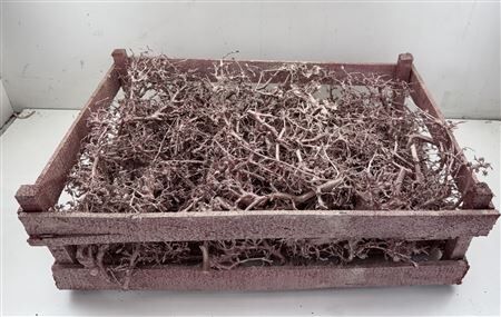 Bonsai Wood Metallic Pink P Crate