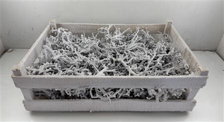 Bonsai Wood Snow P Crate