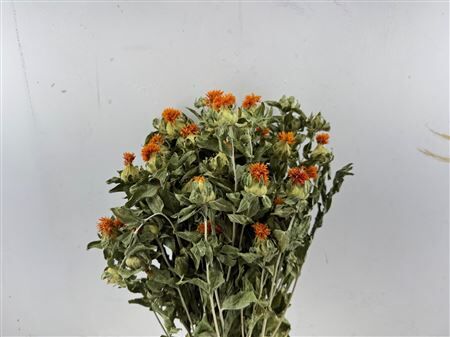 Dried Carthamus Orange Naturel Bunch