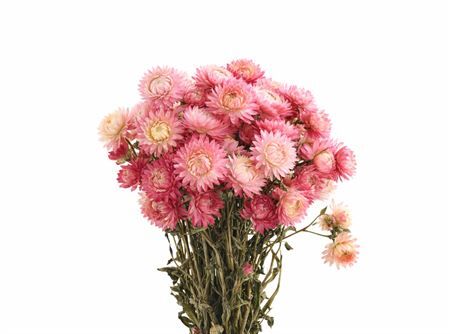 Dried Helichrysum Pink Bunch