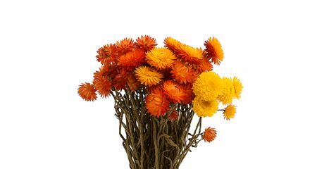 Dried Helichrysum Orange Bunch