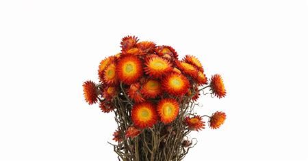 Dried Helichrysum Red Bunch