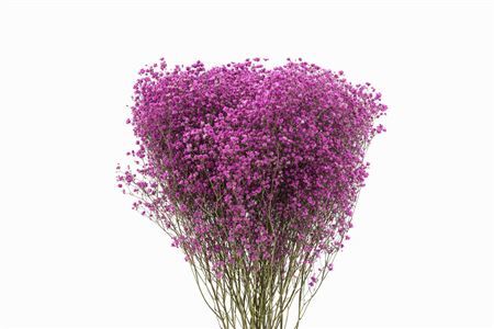 Dried Gyps Cerise Bunch