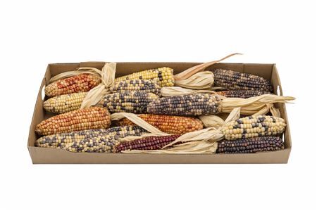 Zea Mays Extra Large Mix