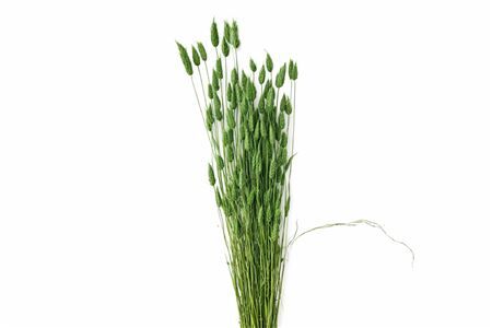 Dried Lagurus X5 Dark Green Bunch