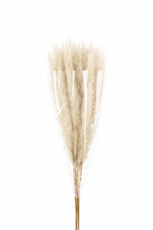 Dried Cortaderia Evita Naturel 5 Pcs Bunch