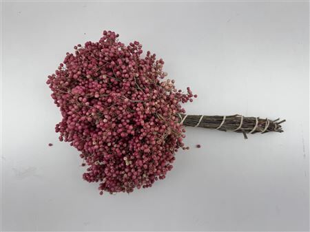 Schinus M Pink Special Pbs