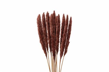 Dried Fluffy Pampas Brown Bunch