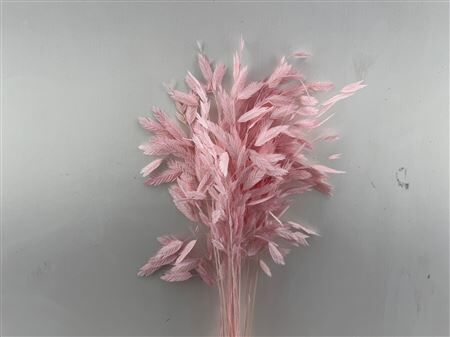 Dried Chasmantium Light Pink 10pcs Bunch