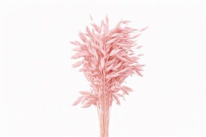 Dried Chasmantium Light Pink 10pcs Bunch