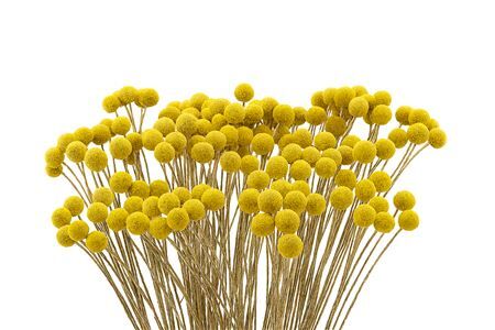 Dried Craspedia Naturel Yellow10pcs Bunch