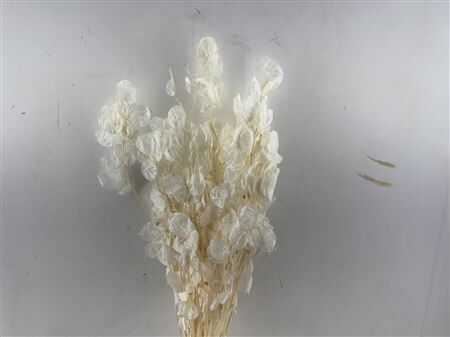 Dried Lunaria Bleached Bunch